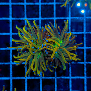 2GC DRAGON TAMER TORCH (2 HEADS) 913