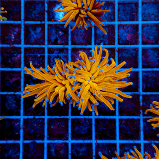 24k Gold Torch 907 (2 Heads)