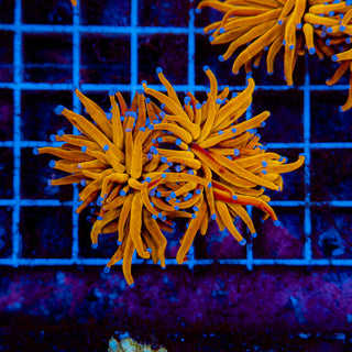 24k Gold Torch 904 (2 Heads)