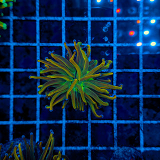 2GC DRAGON TAMER TORCH 912