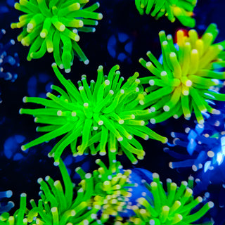 Malaysian Pink Tip Torch