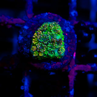 HyperBerry Goni G316