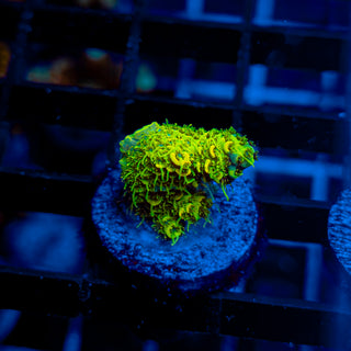 KRYPTONITE MILLE 471