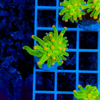 Malaysian Pink Tip Torch 909