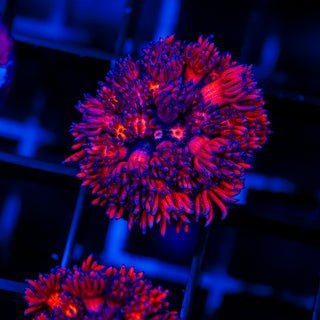 Cherry Blossom Goni G231