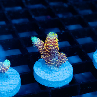 Ember Crown Mille 1028