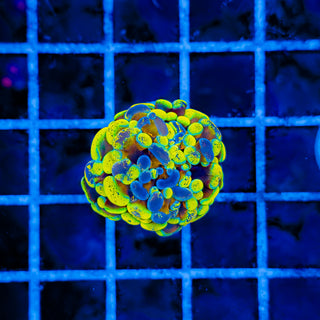 SPLATSANITY HAMMER 1005