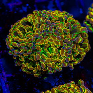 Hologram Hammer - 4 Heads H302