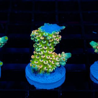 Glowing Passion 1117