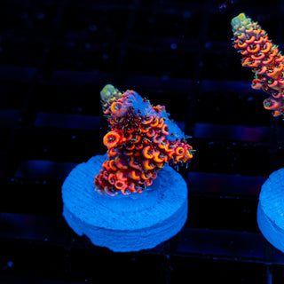 Molten Core Mille 1131