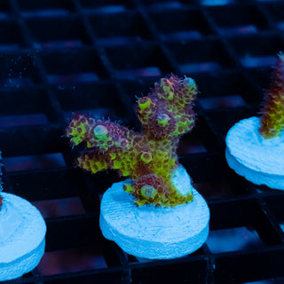 Violet Surge Mille 1065