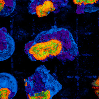 Meltdown Rhodactis 204