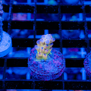 GOLDEN GOOSE GRANULOSA 690