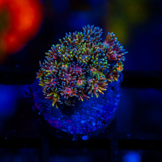 Goni Of The Gods G362