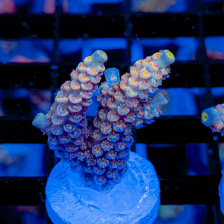 MANDARIN PASSION 746