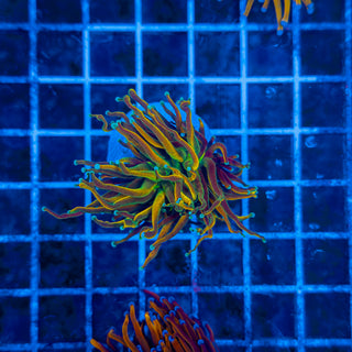 TEAL TIP TAMER // MASTER TORCH 309