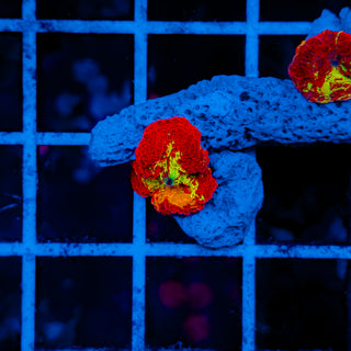 TRICOLOR SPLAT JAWBREAKER MUSHROOM 607