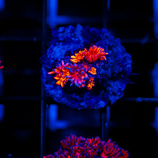 Cherry Blossom Goni G238