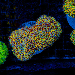 Rainbow Wall Hammer Colony 102