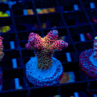 MILLE OF THE GODS 580