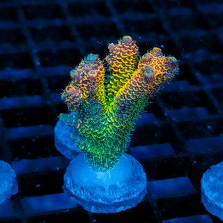 Helios Forge Mille 929