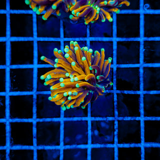 INDO SUN GOD TORCH 966