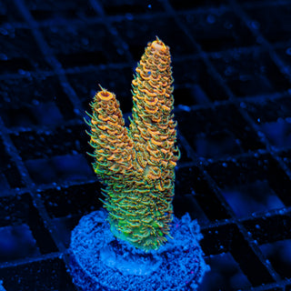 ORANGESICLE MILLE 075