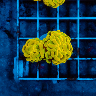 Teal Rim Hammer 505 (2 Heads)