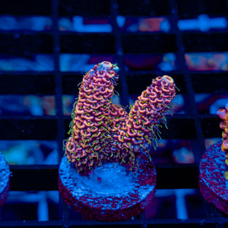 STRAWBERRY SWIRL MILLE 530