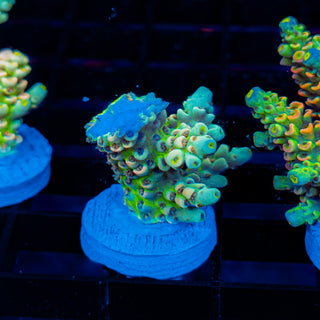 Glowing Passion 1110