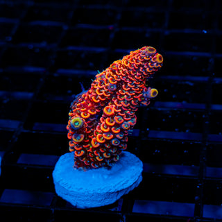 Molten Core Mille 1122