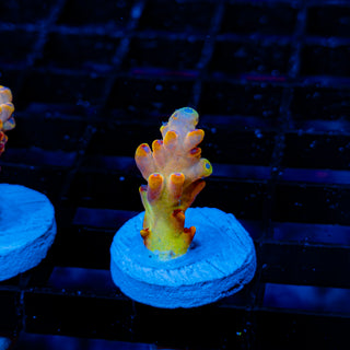 Golden Goose Granulosa 043