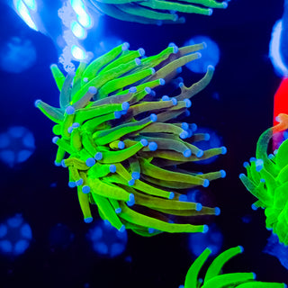 Grafted Holy Grail Torch