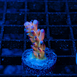 RAINBOW GRANULOSA 001