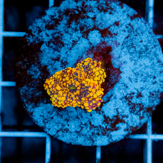 Dough Girl Bounce Mushroom 104