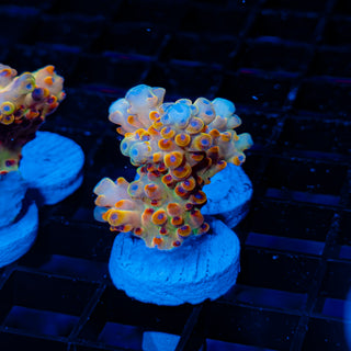 Goolden Goose Granulosa 084