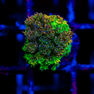 HyperBerry Goni G322