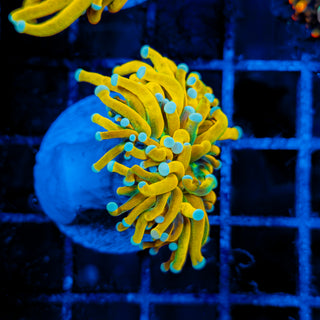 MALAYSIAN BANANA HOLY GRAIL TORCH 512