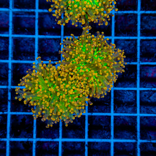 Ultra Octospawn 203 (2 Heads)