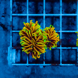 Hellfire Torch 206 (2 Heads)