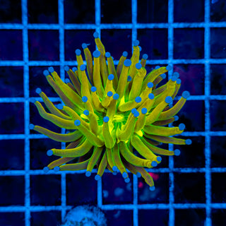 HOLY GRAIL TORCH 907