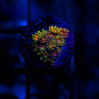 Goni Of The Gods G368