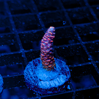 RED VELVET MILLE 013