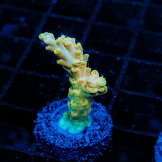 YELLOW DE LA CREME 017