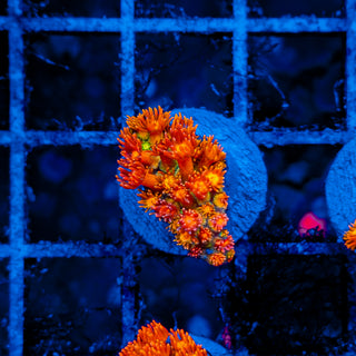 NAPALM GONIOPORA 907