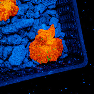 PURPLE MONSTER JAWBREAKER MUSHROOM 609