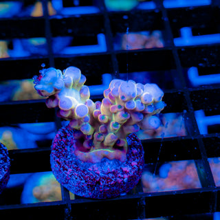 GOLDEN GOOSE GRANULOSA 698