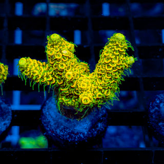 KRYPTONITE MILLE 480