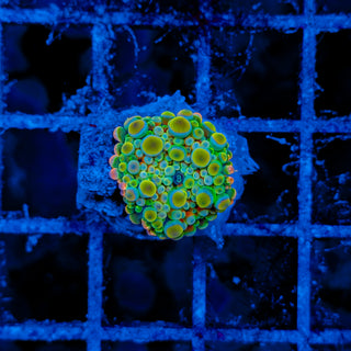 ULTRA GUMBALL MUSHROOM 617