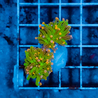 Cotton Candy Torch 230 (2 Heads)